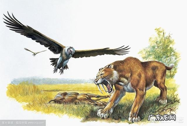 为什么远古时代的动物个体都很大?