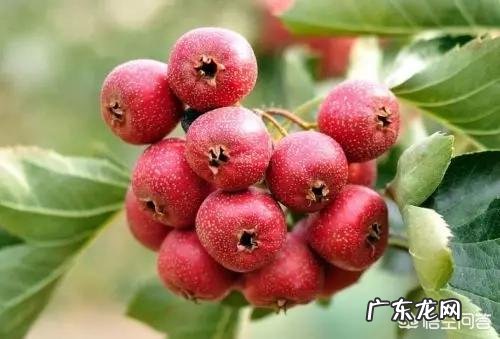 静脉曲张袜该如何选择？