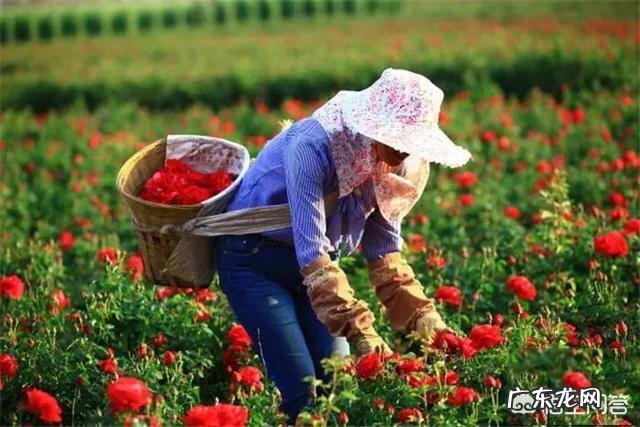 五一小长假昆明周边有那些好玩的地方?