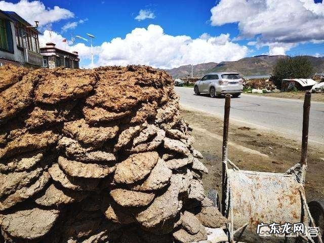 牛粪有哪些用途?牛粪如何处理能利润最大化?