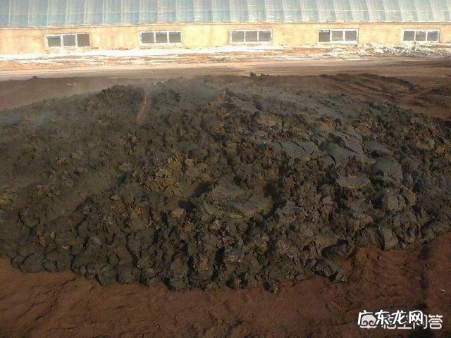 牛粪有哪些用途？牛粪如何处理能利润最大化？