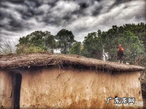 牛粪有哪些用途?牛粪如何处理能利润最大化?