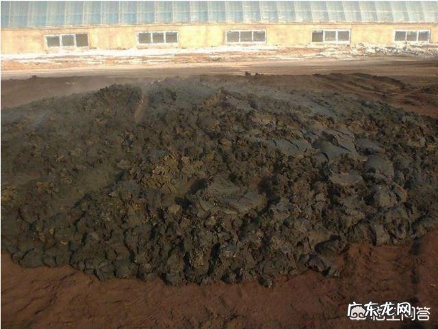 牛粪有哪些用途?牛粪如何处理能利润最大化?