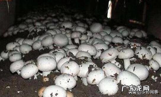 牛粪有哪些用途?牛粪如何处理能利润最大化?