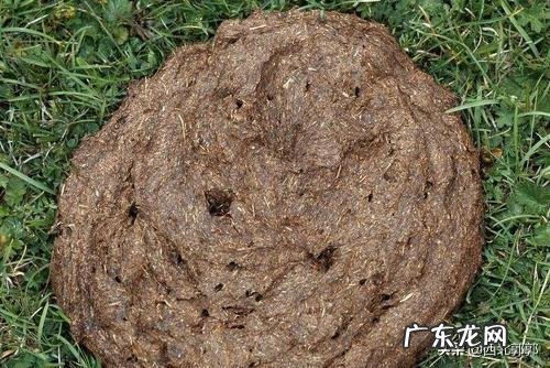 牛粪有哪些用途?牛粪如何处理能利润最大化?