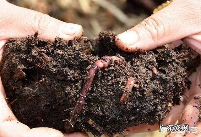 牛粪有哪些用途?牛粪如何处理能利润最大化?