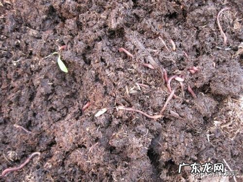 牛粪有哪些用途?牛粪如何处理能利润最大化?