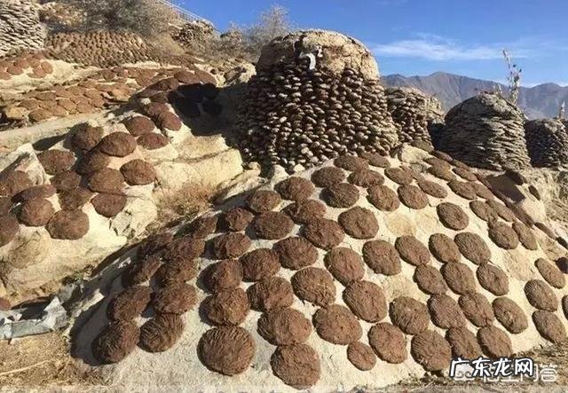 牛粪有哪些用途?牛粪如何处理能利润最大化?