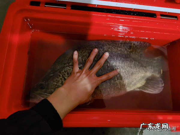 能钓鳜鱼的不只有路亚!选好位置、用对方法,手竿也能行 红腹鳜鱼鱼点