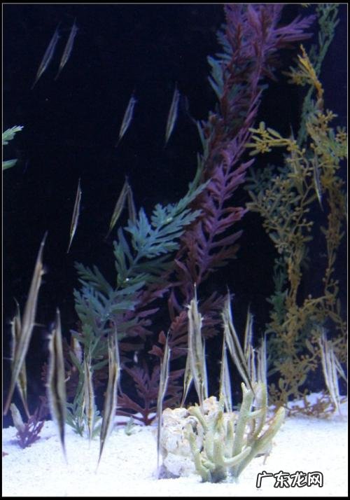 薄刀片鱼图片 刀片鱼的图片