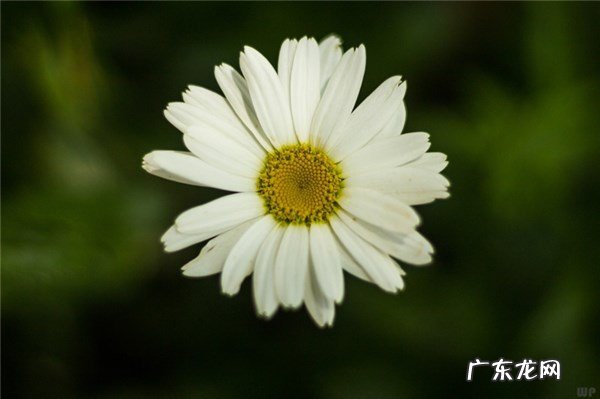 祝福的语言 祝福留言