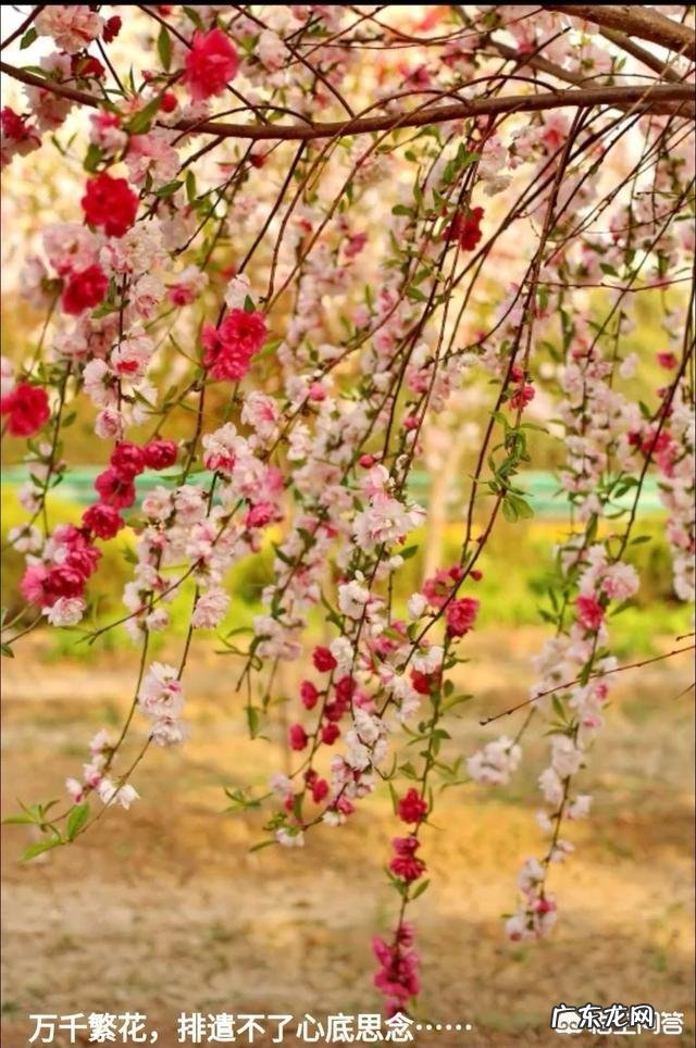 我想对母亲写首永世流传的歌曲,苦于知识匮乏,能否请各位把赞美的母亲的句子留给我?