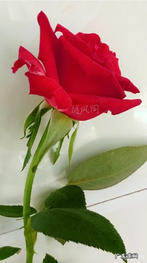 月季可以栽种吗?