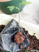 月季可以栽种吗？