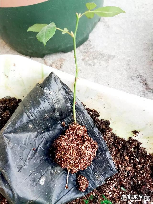 月季可以栽种吗?