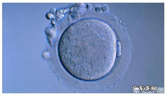 做梦都想要一个孩子,但做试管婴儿真的靠谱吗?