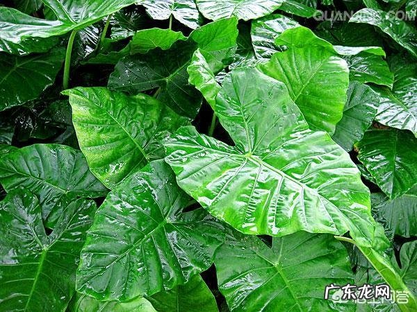 滴水观音有哪些作用？