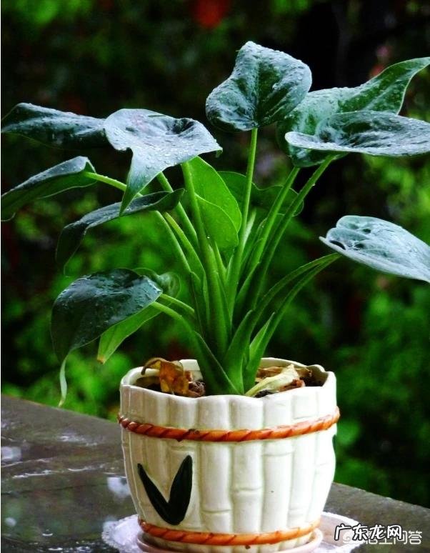 滴水观音有哪些作用?