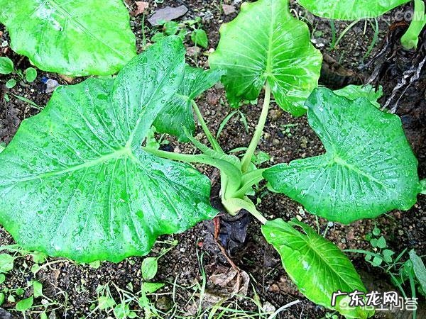 滴水观音有哪些作用？