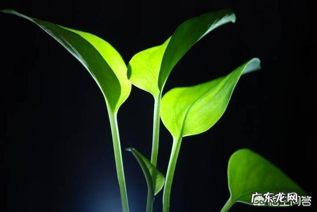 滴水观音有哪些作用?