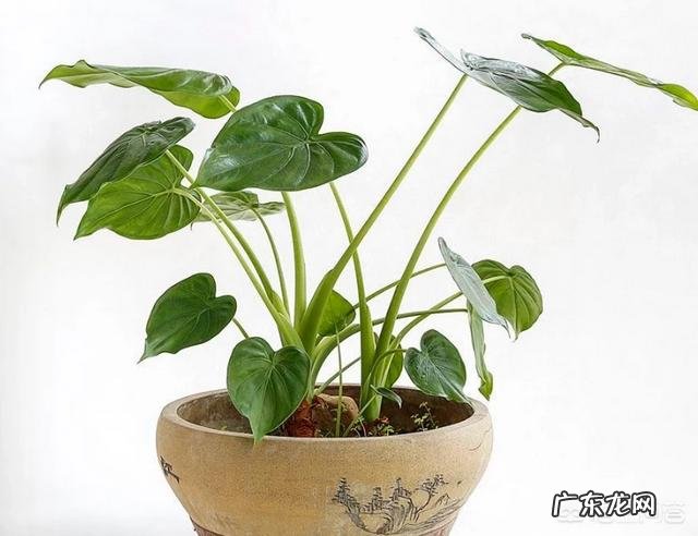 滴水观音有哪些作用?