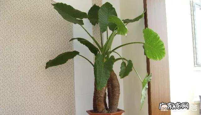 滴水观音有哪些作用?