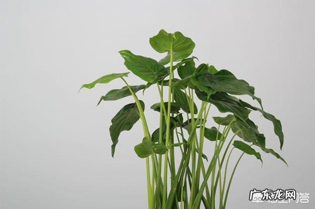 滴水观音有哪些作用?