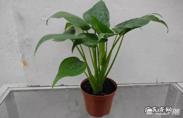 滴水观音有哪些作用?