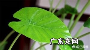 滴水观音有哪些作用?