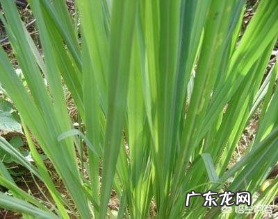 香茅草和什么花搭配泡茶比较好?