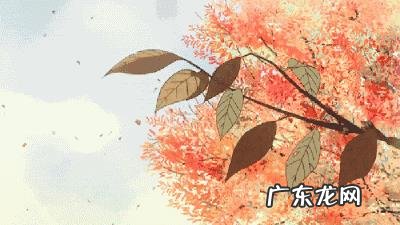 秋季养生，是不是要多喝菊花茶？对健康怎么样？