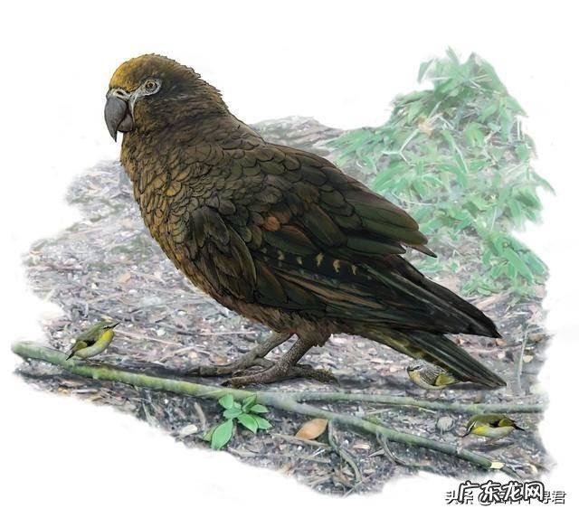 不会飞的巨型鹦鹉,曾统治新西兰亚热带雨林,为何走向灭绝?