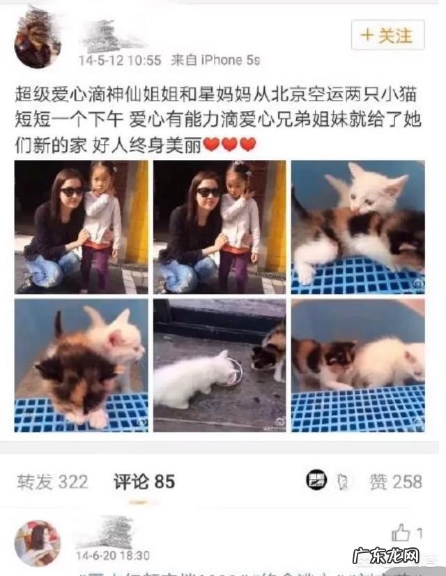 喜欢猫的明星有很多,你觉得哪个明星最喜欢猫?