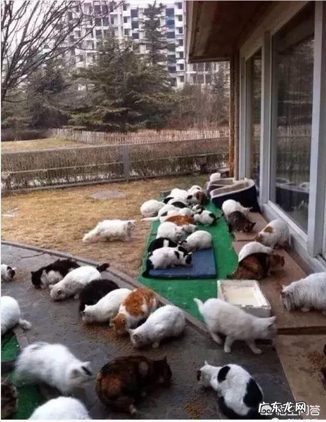 喜欢猫的明星有很多,你觉得哪个明星最喜欢猫?