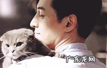 喜欢猫的明星有很多,你觉得哪个明星最喜欢猫?