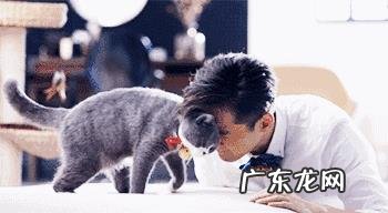 喜欢猫的明星有很多,你觉得哪个明星最喜欢猫?