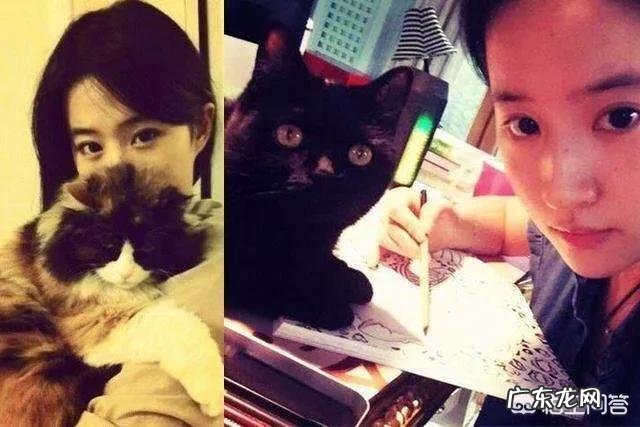 喜欢猫的明星有很多,你觉得哪个明星最喜欢猫?