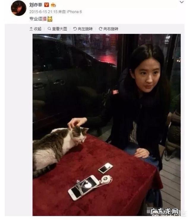 喜欢猫的明星有很多,你觉得哪个明星最喜欢猫?