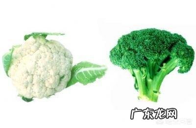 西兰花和花菜的区别是什么?