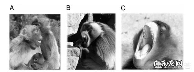 打哈欠会传染吗？