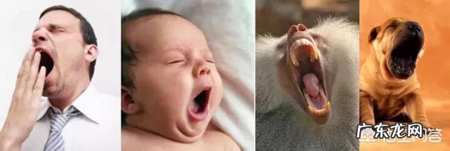 打哈欠会传染吗？