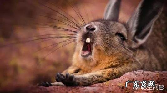 打哈欠会传染吗?