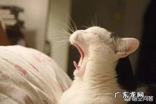 打哈欠会传染吗?