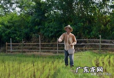 有机肥与无机肥的区别是什么?