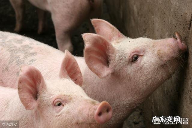 10万吨储备肉即将开始收购,会不会让猪市迎来新的转机?