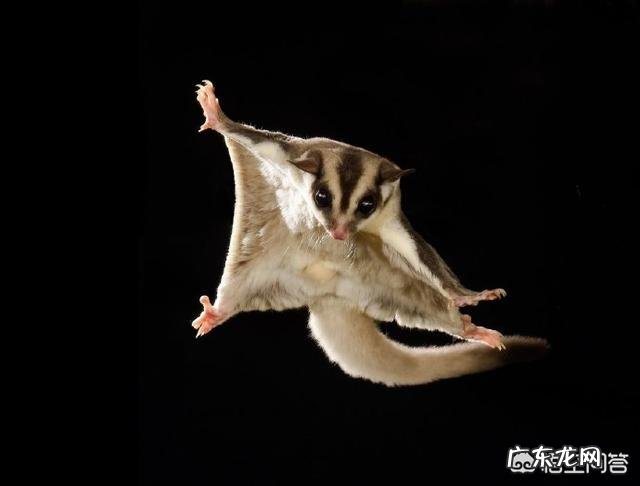 请问,世界上除了蝙蝠还有哪些会飞的哺乳动物?