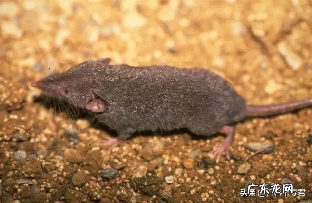 请问,世界上除了蝙蝠还有哪些会飞的哺乳动物?