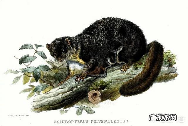 请问,世界上除了蝙蝠还有哪些会飞的哺乳动物?