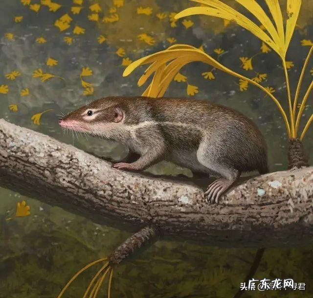 请问,世界上除了蝙蝠还有哪些会飞的哺乳动物?