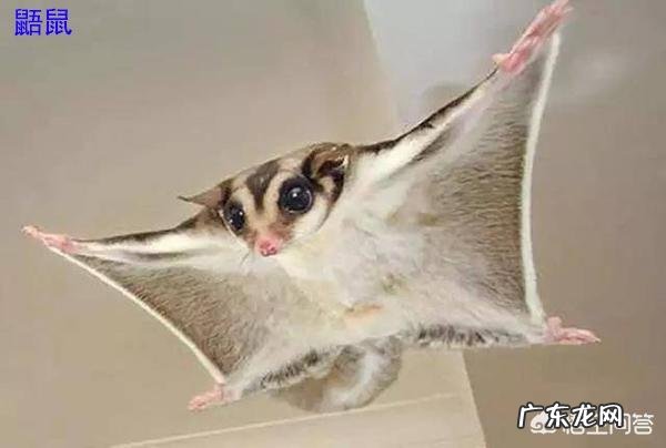 请问,世界上除了蝙蝠还有哪些会飞的哺乳动物?